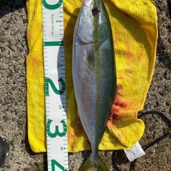 ショアジギング　ハマチ