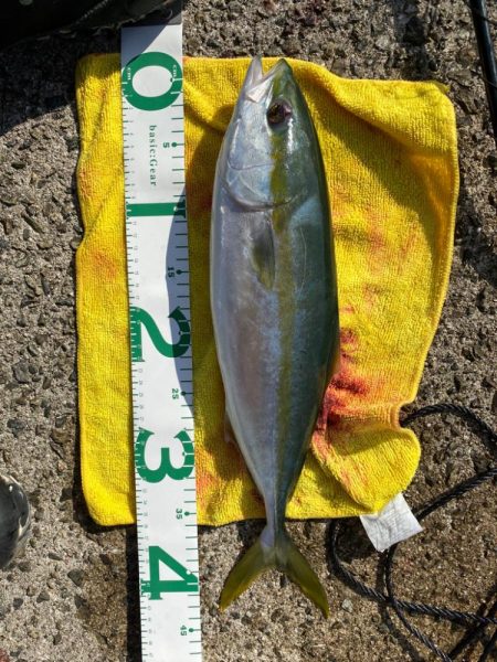 ショアジギング　ハマチ