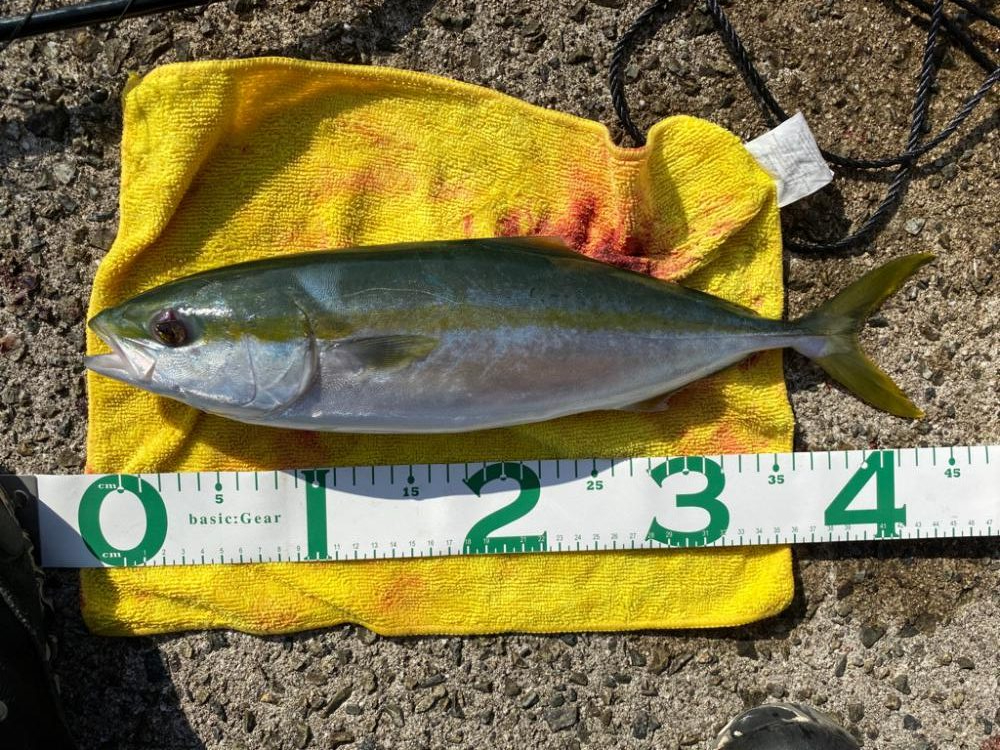 ショアジギング　ハマチ