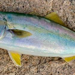 ウキ沈みまくり