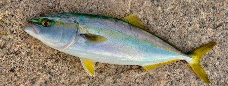 ウキ沈みまくり