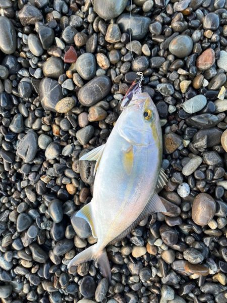 ジグとアクションを変えて本命ゲット