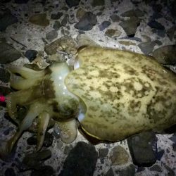 エギング・フロート+ジグヘッド