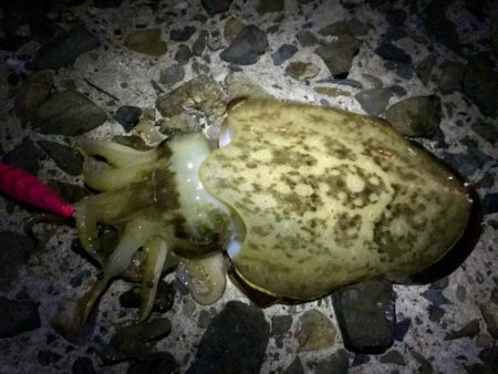 エギング・フロート+ジグヘッド