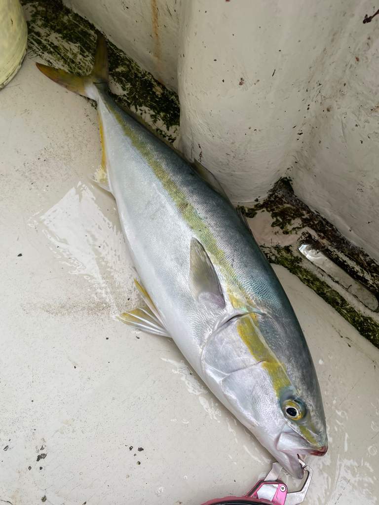 明石沖ジギング