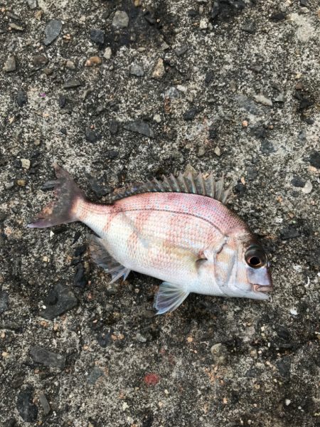 平磯海釣り公園