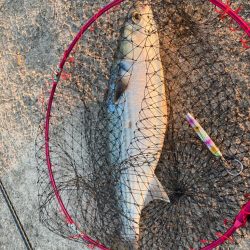 入魂はボラのスレがかり