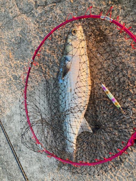 入魂はボラのスレがかり