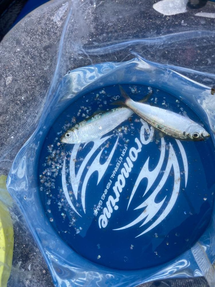 あまり釣れずでサッパのみ。ファミリーフィッシングでの釣果