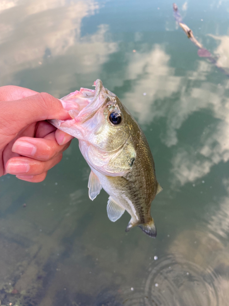 津風呂湖ブラックバス釣り