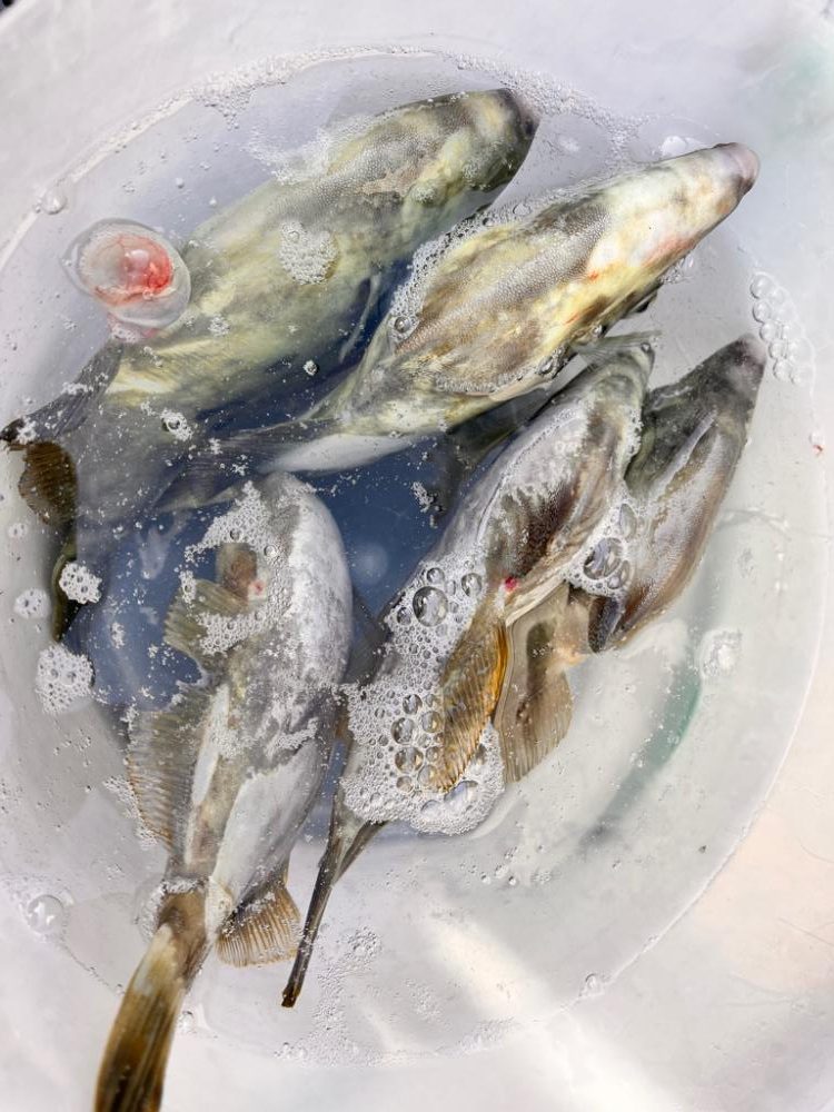 イカしてハゲしてアレもして