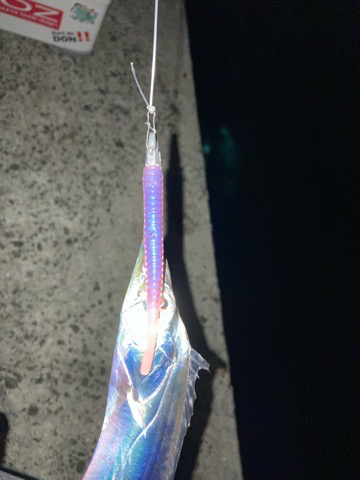 ようやくタチウオ襲来⁉️