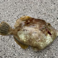 カワハギ＆ティップラン