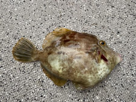 カワハギ＆ティップラン