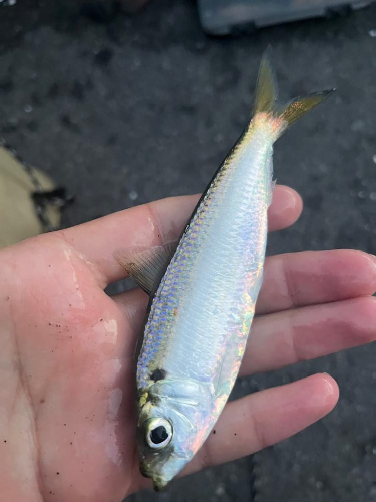 三重県、小物5目