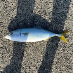 秋の青物祭り②