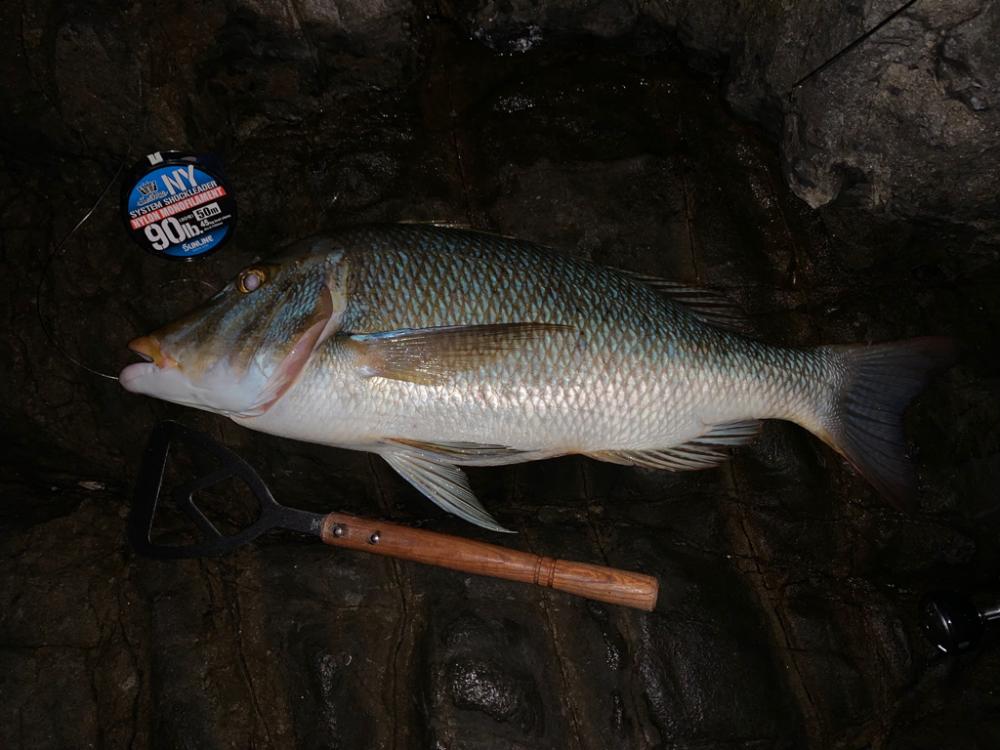 お久しぶりなグレ‼︎