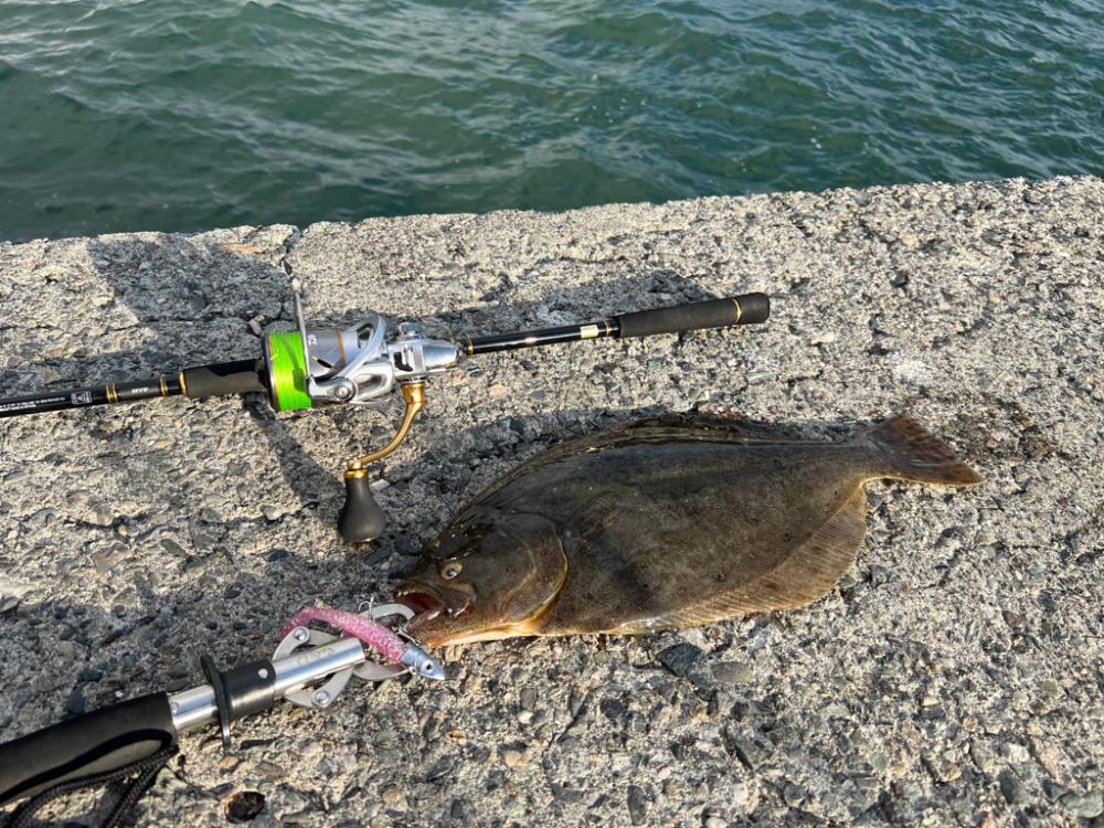 ふらふらフラットフィッシュ！！