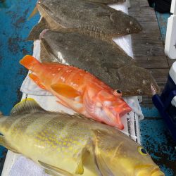 イワシ飲ませ釣り🎣