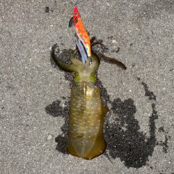 仕事終わりまたもやエギング！