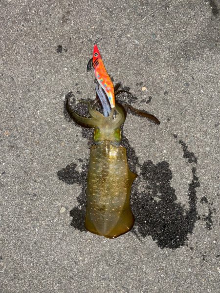 仕事終わりまたもやエギング！