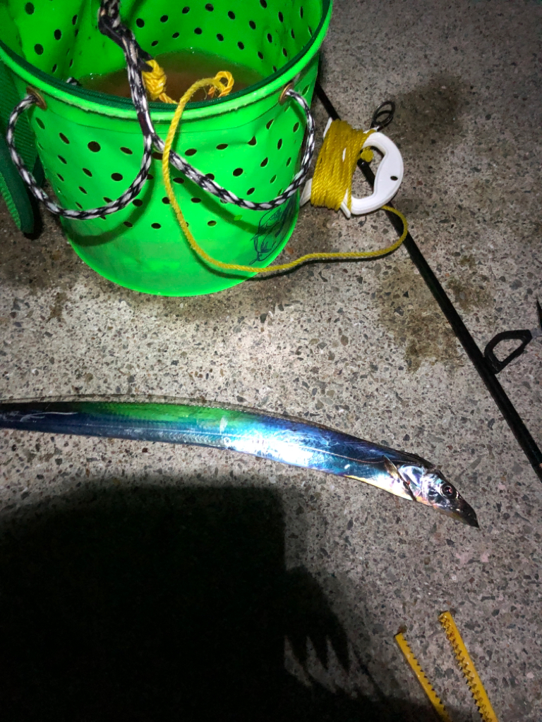 淡路の初秋のタチウオの引き堪能しました！