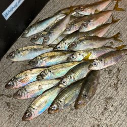 エンドレス釣果