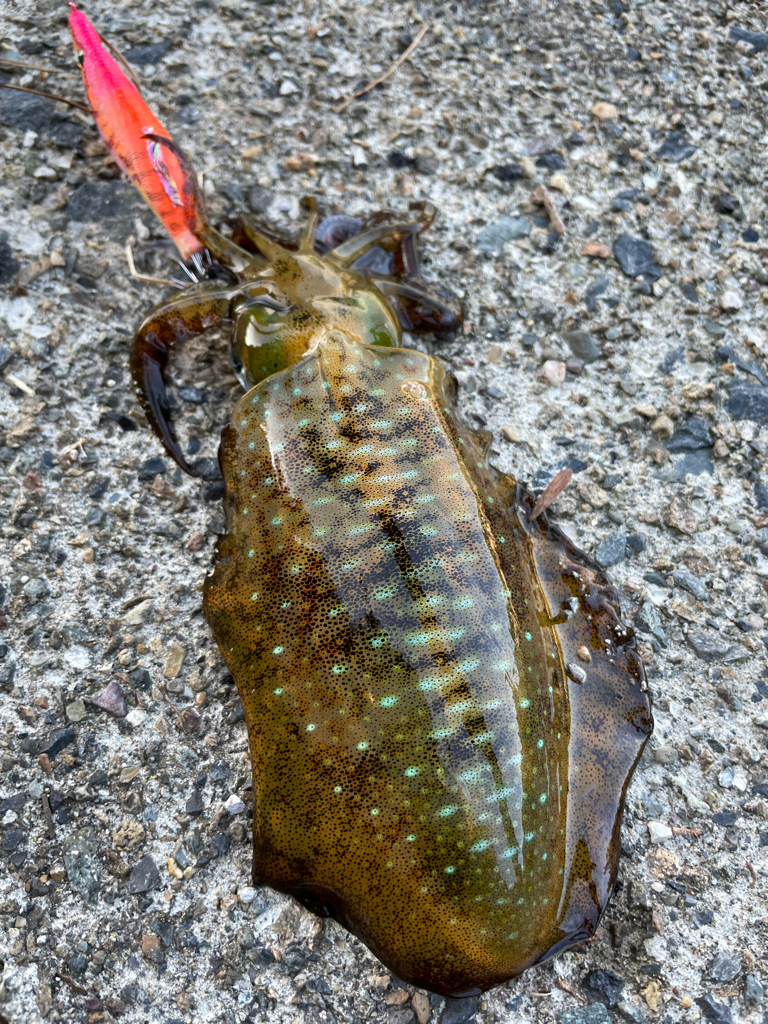 デフレエギ検証