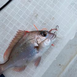 ボートで五目釣り