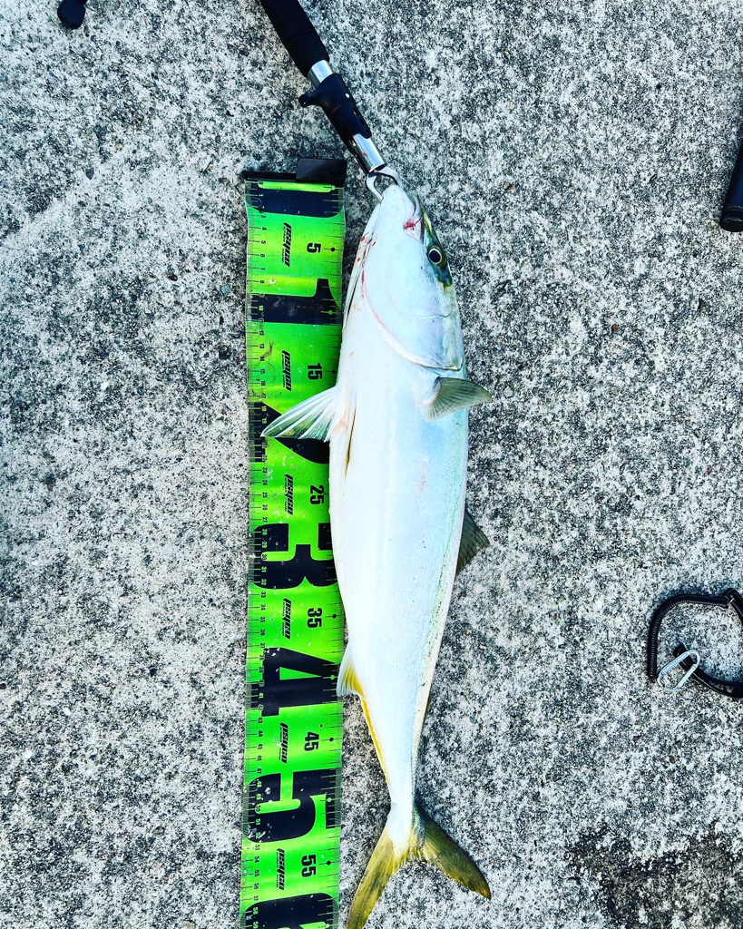 久しぶりの青物！！