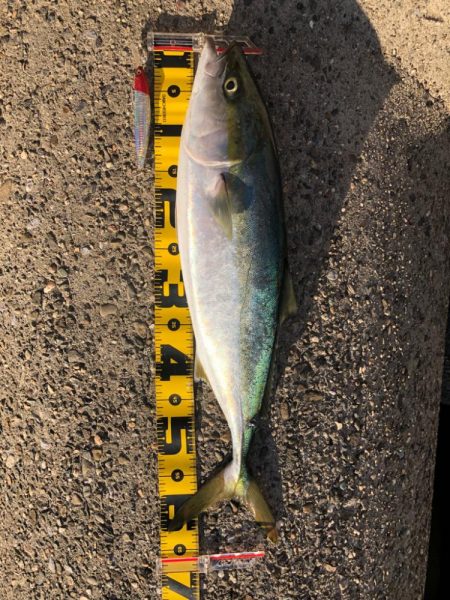 4連続ボウズからの青物