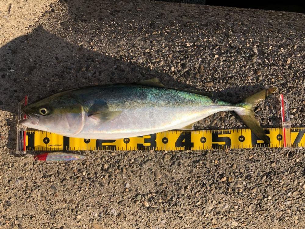 4連続ボウズからの青物