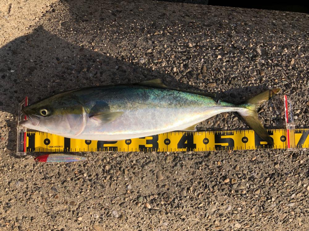 4連続ボウズからの青物