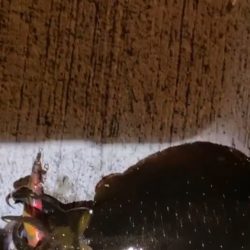 リトリーブエギング