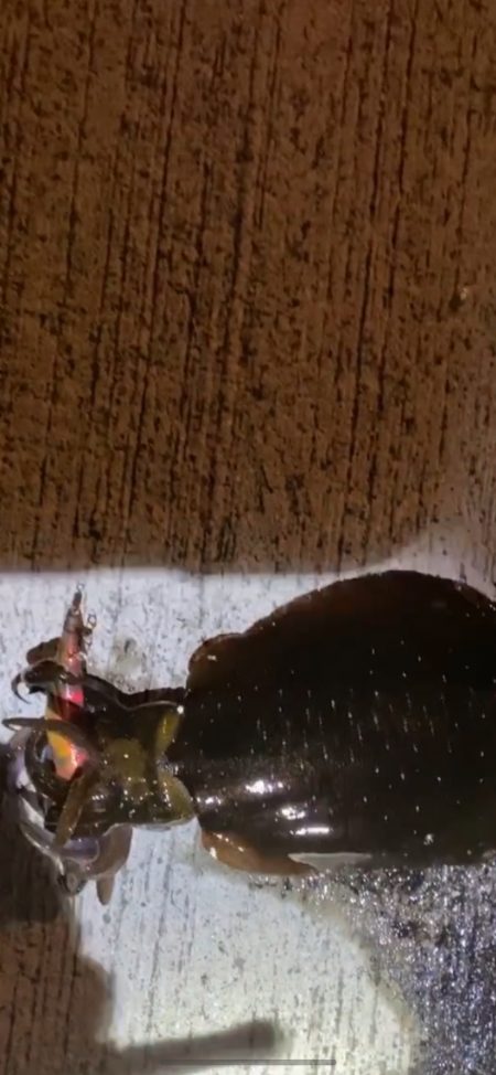 リトリーブエギング