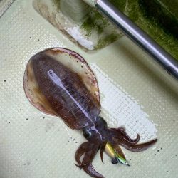 アオリイカ　丸松乗合船