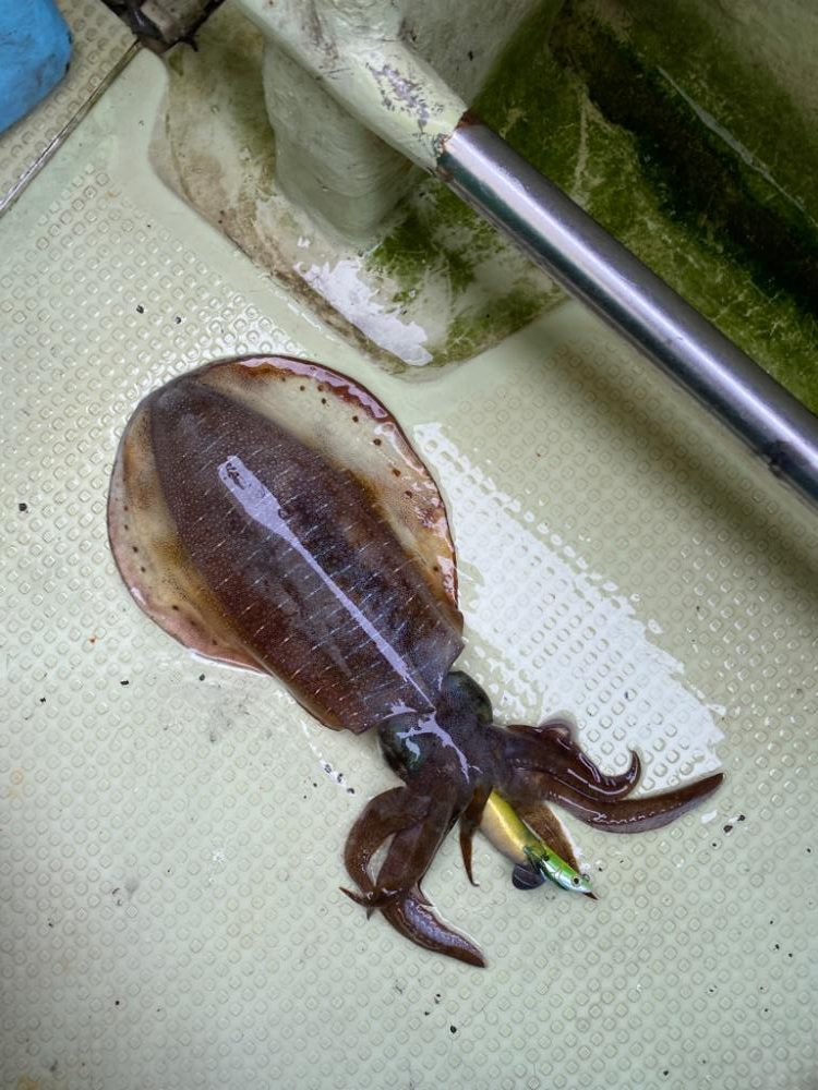 アオリイカ　丸松乗合船