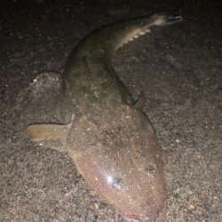 ナイトサーフでマゴチ