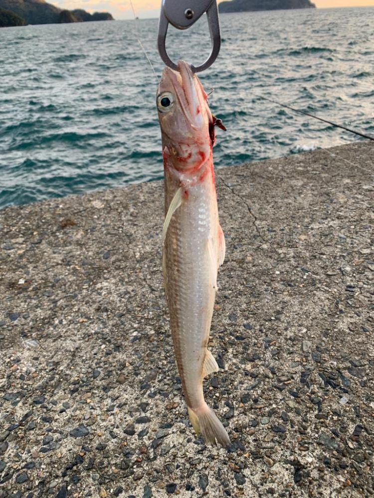 青物回ってきてました