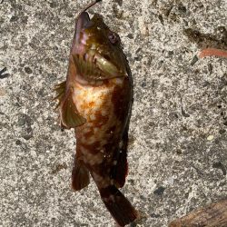 夜ぶっこみ釣りで、