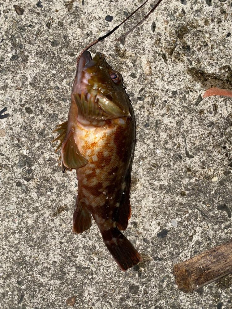 夜ぶっこみ釣りで、