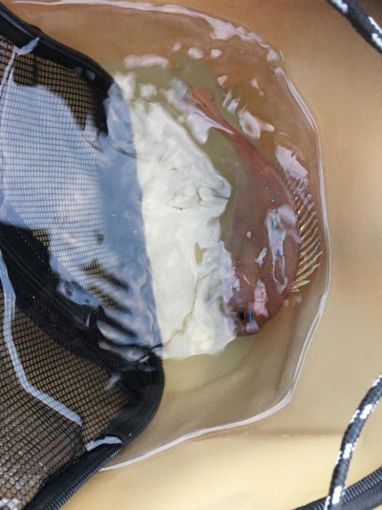 大きなタカノハダイ!