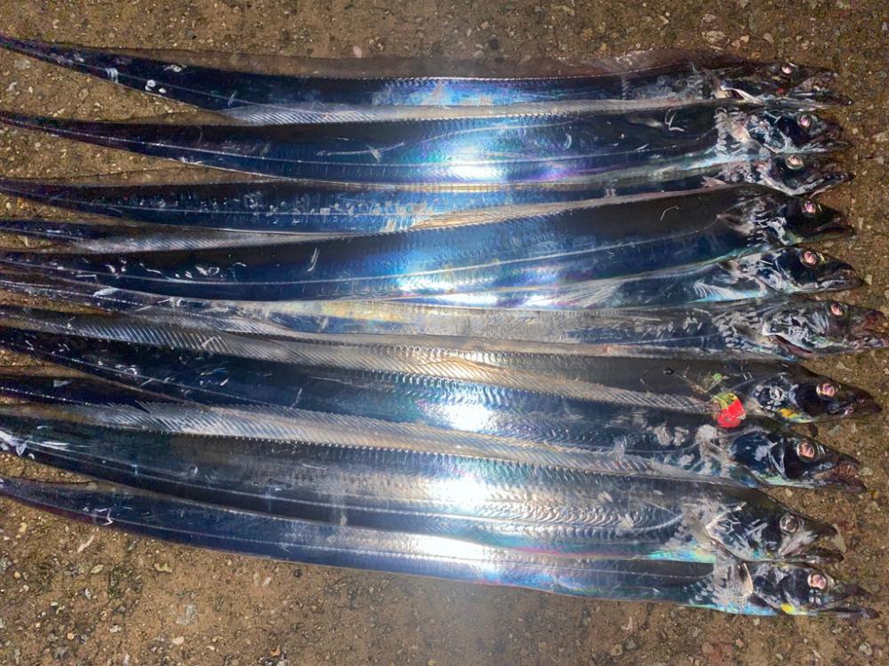 某人工島 爆釣タチウオ!!