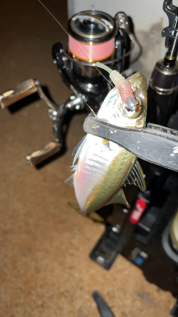 やっぱりメバルが良い♪