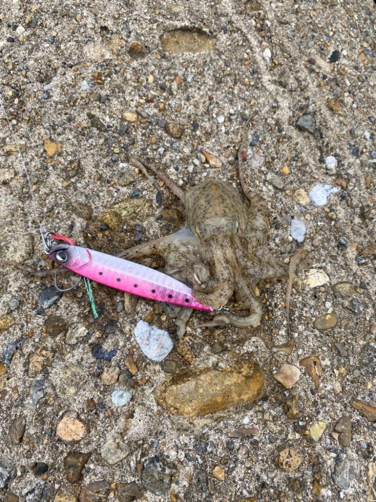 ショアジギング ツバス