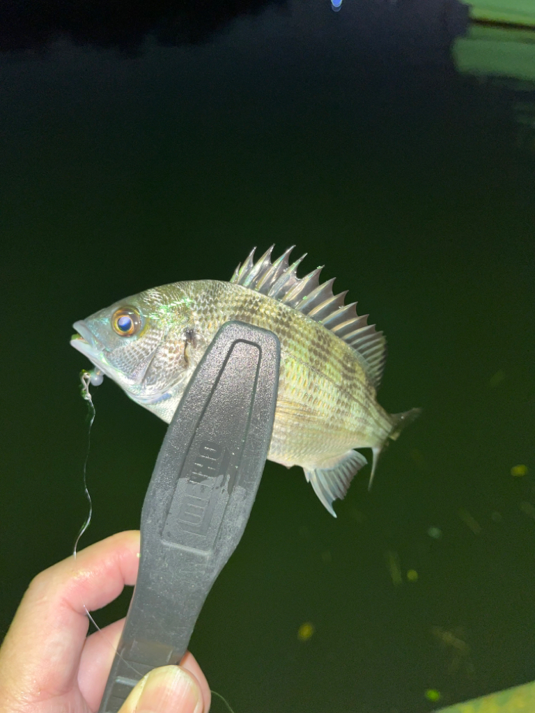 明るい時間から