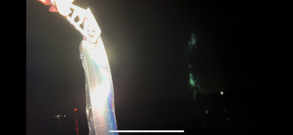 短時間でなんとか1匹