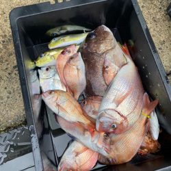 荒ます釣り船でウタセ真鯛