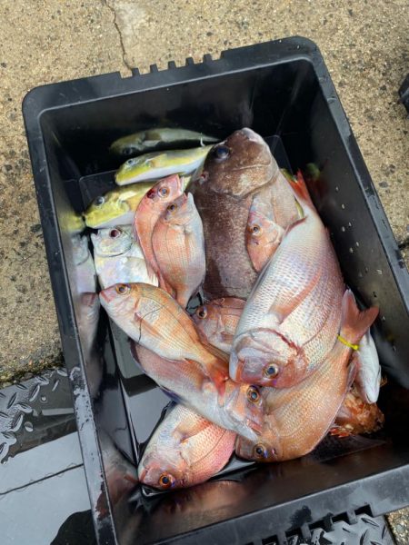 荒ます釣り船でウタセ真鯛