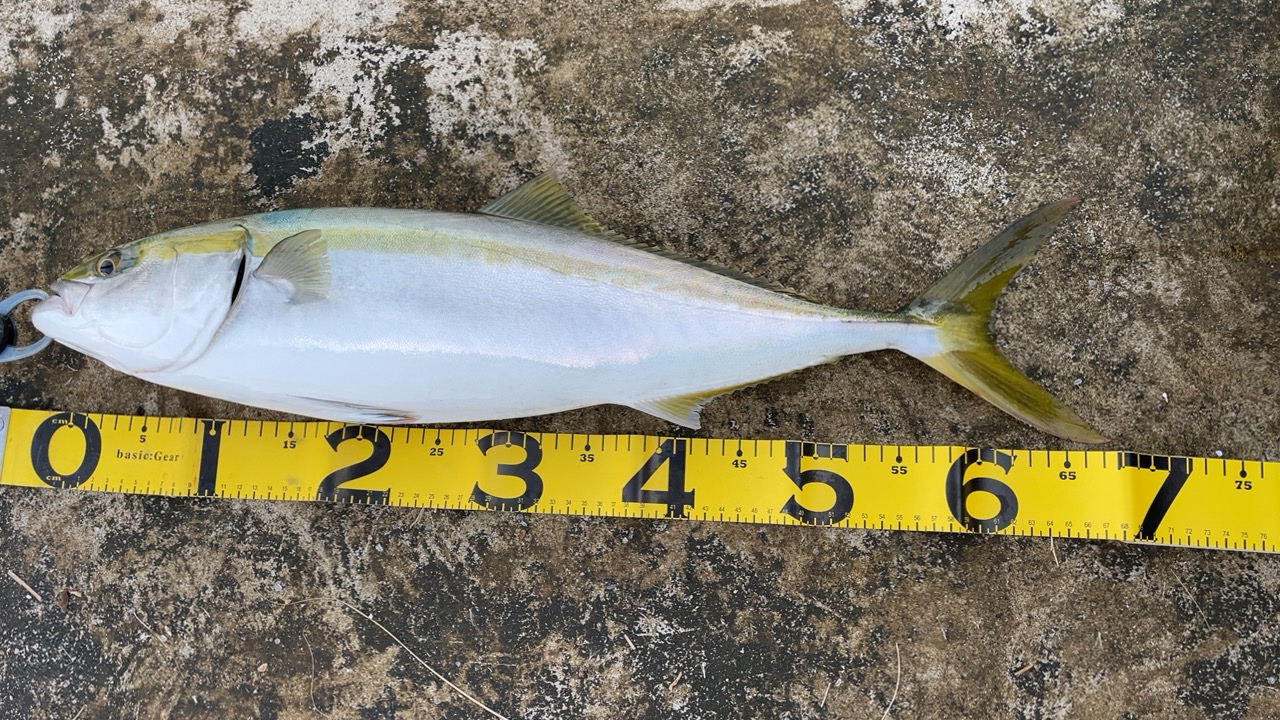 初めて陸からメジロ